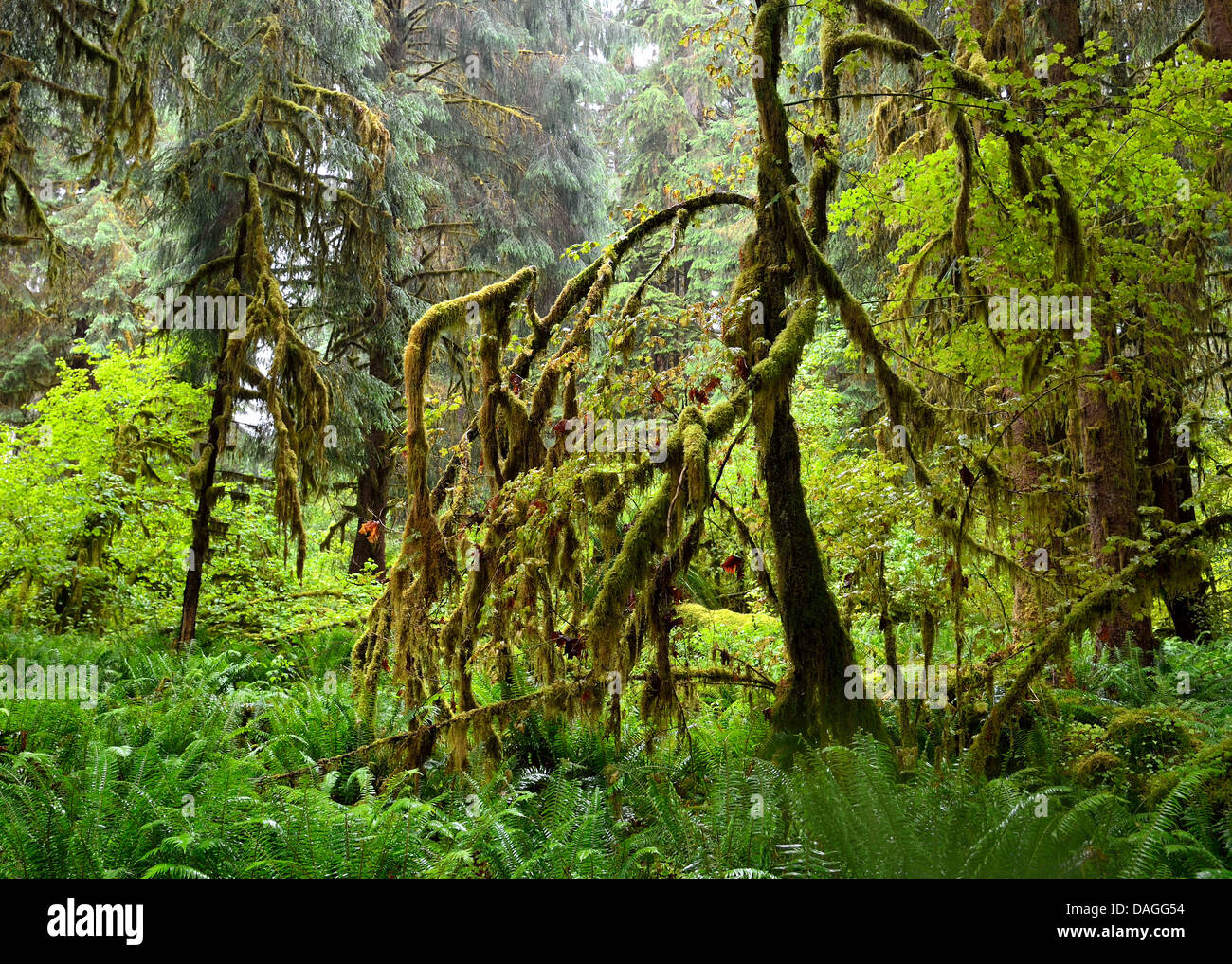 Moss covered branches in rain forest. Olympic National Park, Washington, USA. Stock Photo