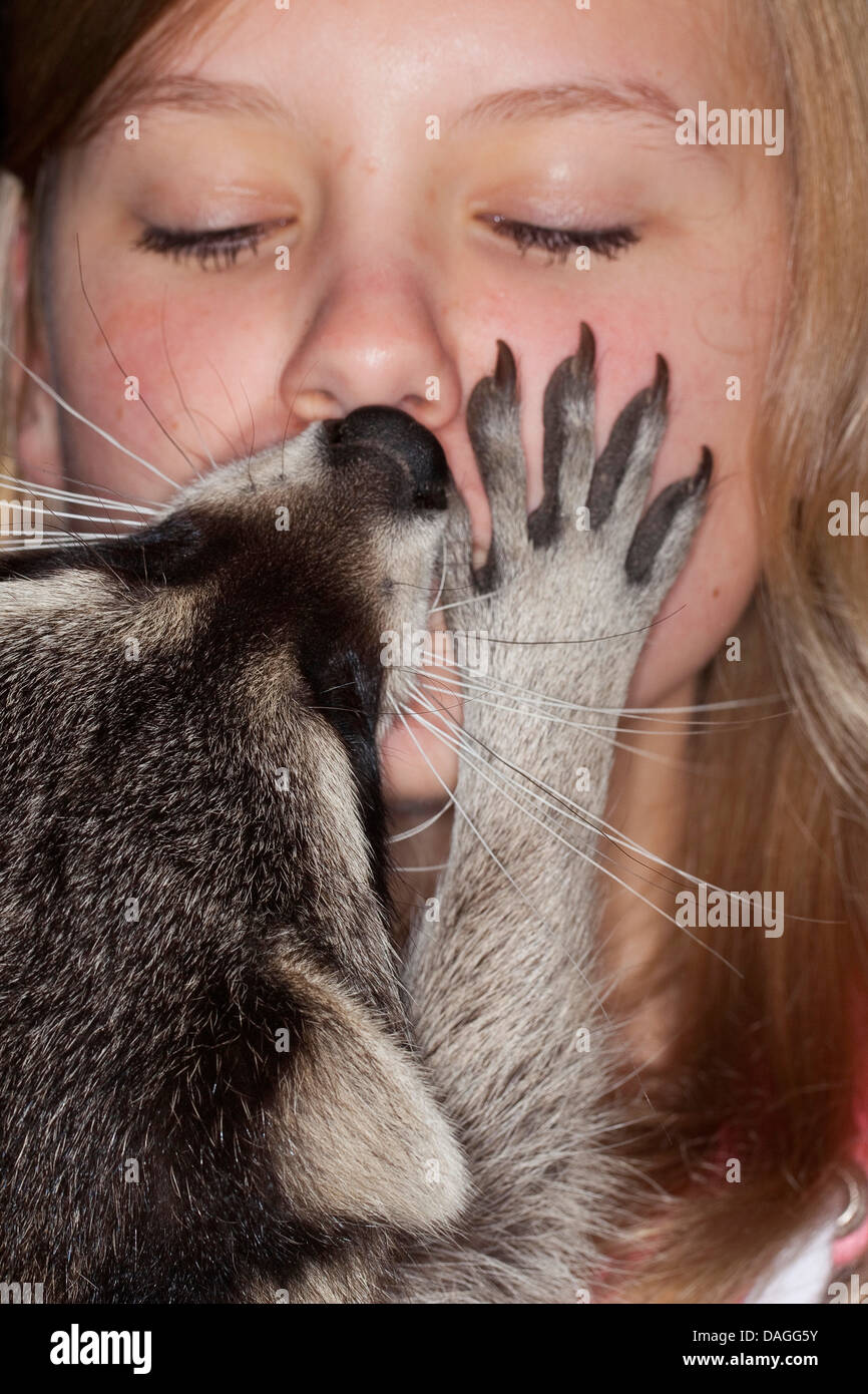 common raccoon (Procyon lotor), tame hand reared pup spooning with a girl, Germany Stock Photo
