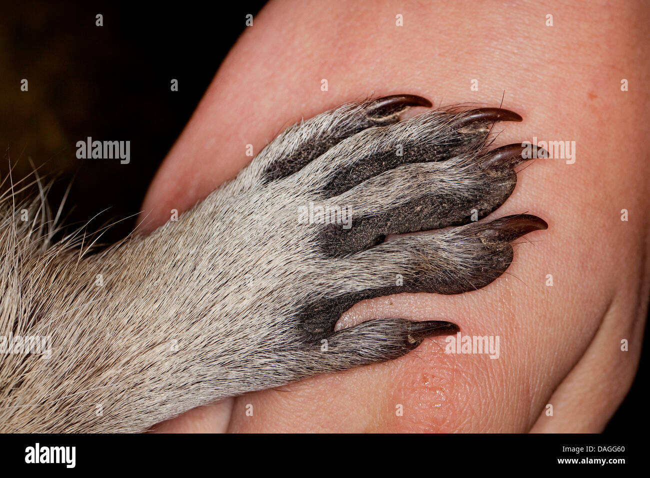 common raccoon (Procyon lotor), pup in need of care is beeing reared by hand, Hand of a girl and paw of the racoon, Germany Stock Photo