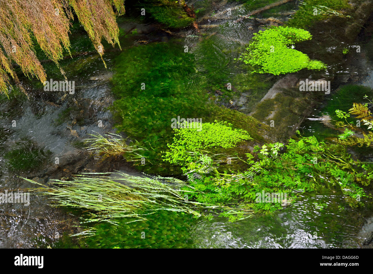 Colorful aquatic plants grow in crystal clear water of a stream