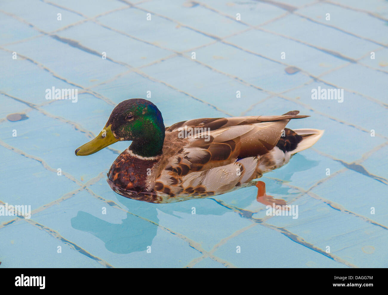 Duck bird scientific name Animalia Chordata Aves Anseriformes Anatidae