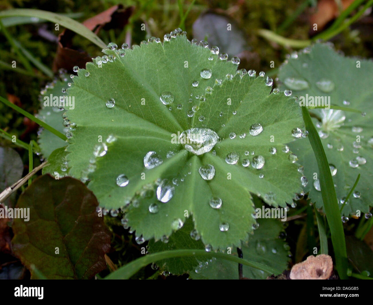 lady's mantle (Alchemilla mollis), leaf with water drops, Germany Stock Photo