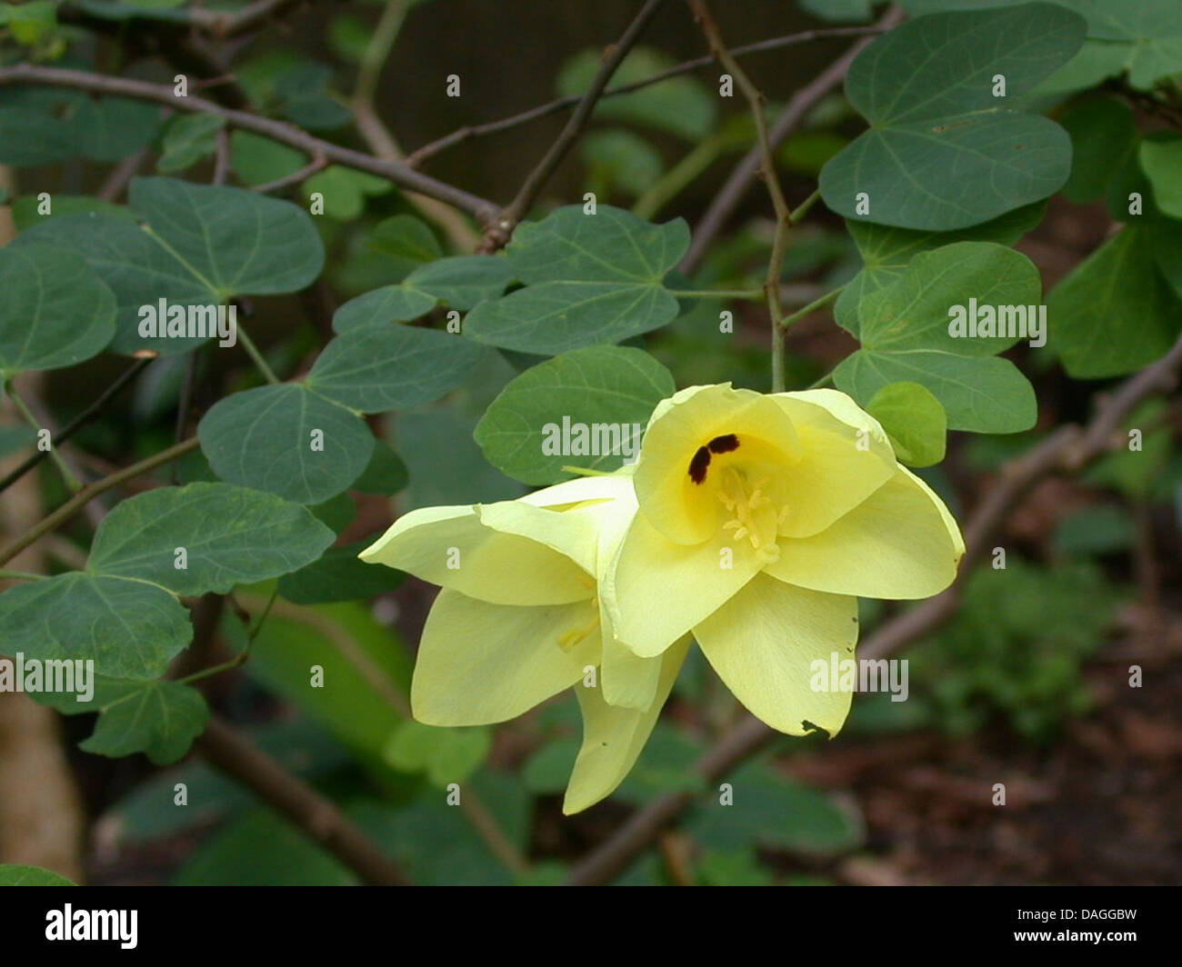 Yellow Bell Bauhinia, Yellow Bauhinia (Bauhinia tomentosa), flowers Stock Photo