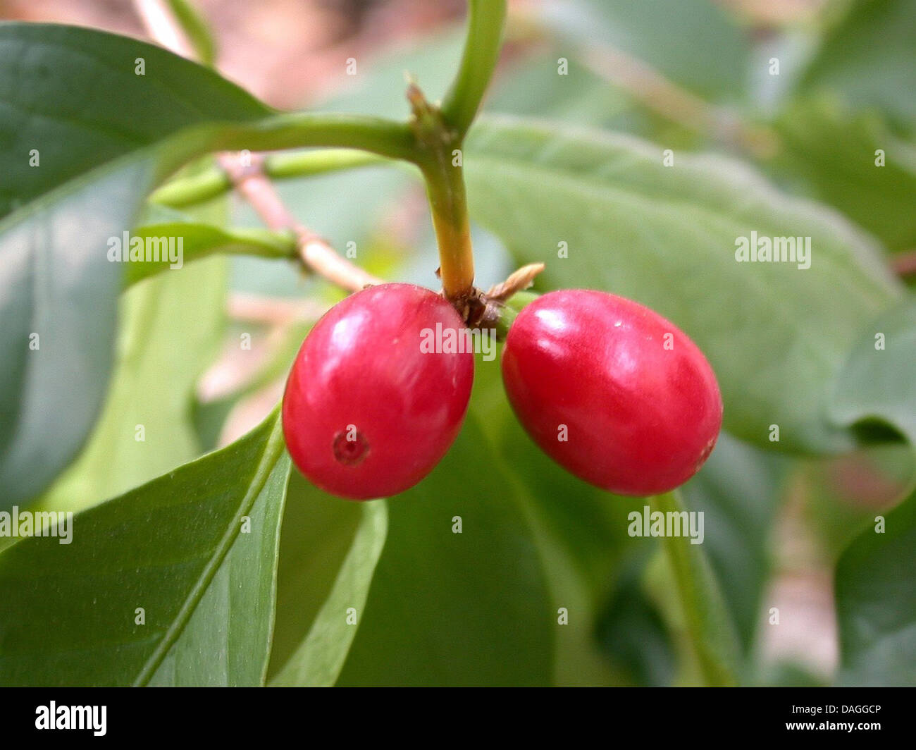 Arabian coffee (Coffea arabica), coffee fruits on a tree Stock Photo