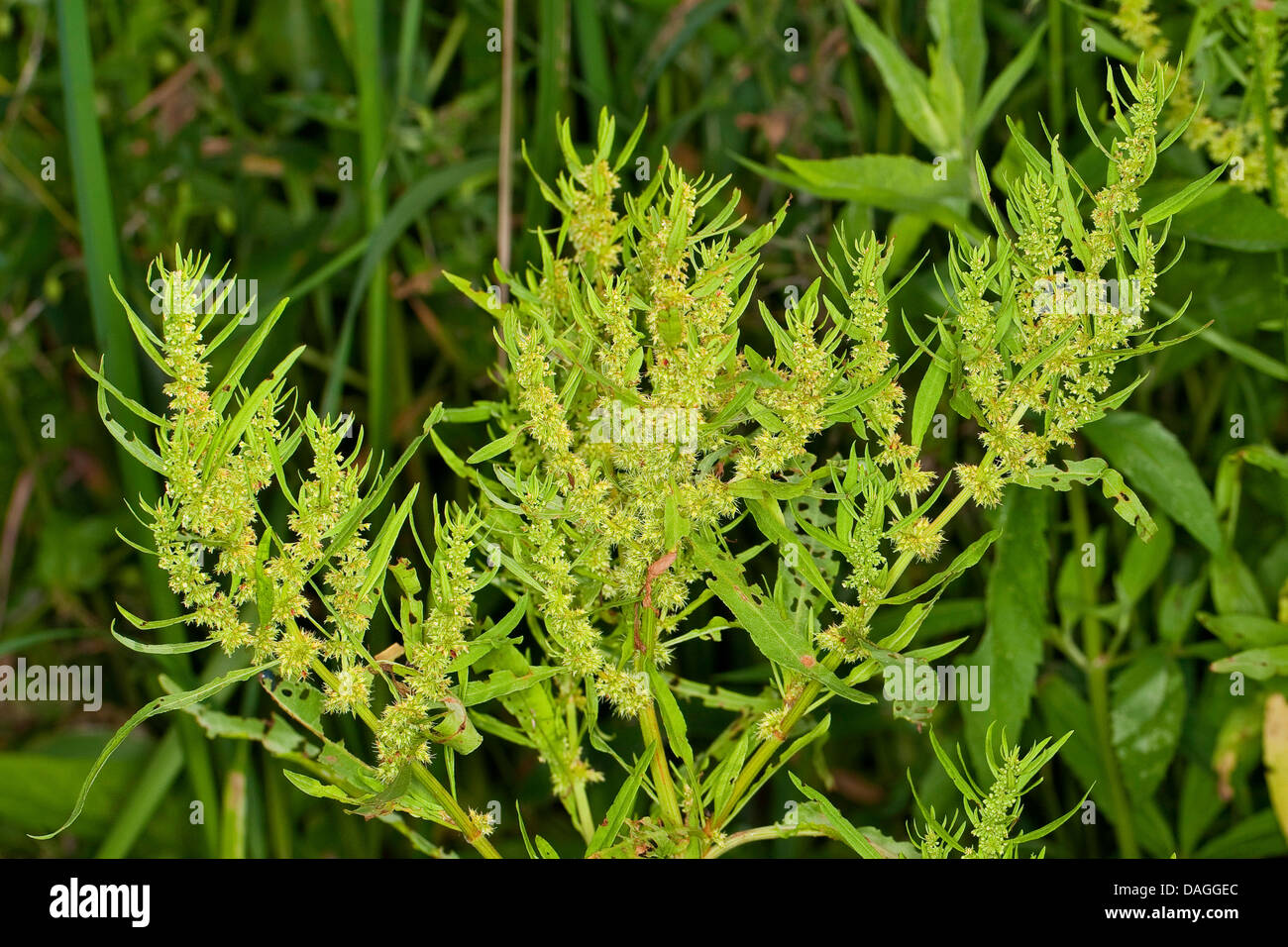 Golden dock, Sea-side dock (Rumex maritimus), blooming on a shore, Germany Stock Photo