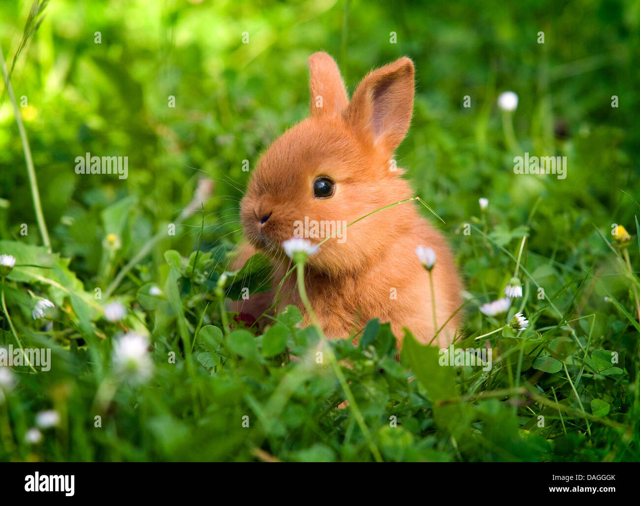 New Zealand red rabbit (Oryctolagus cuniculus f. domestica), young New  Zealand red rabbit on a meadow Stock Photo - Alamy
