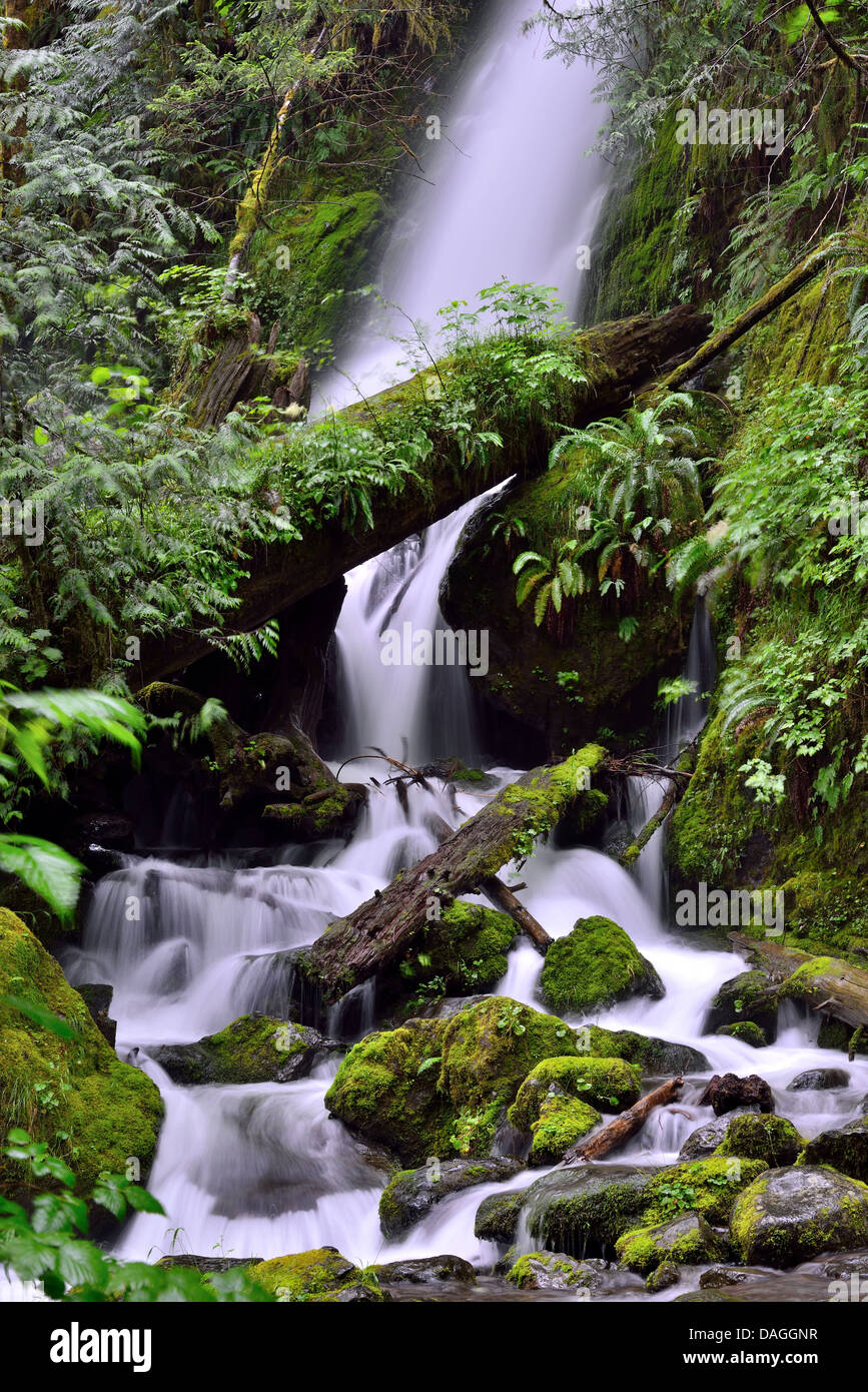 Merriman Falls. Olympic National Park, Washington, USA Stock Photo - Alamy