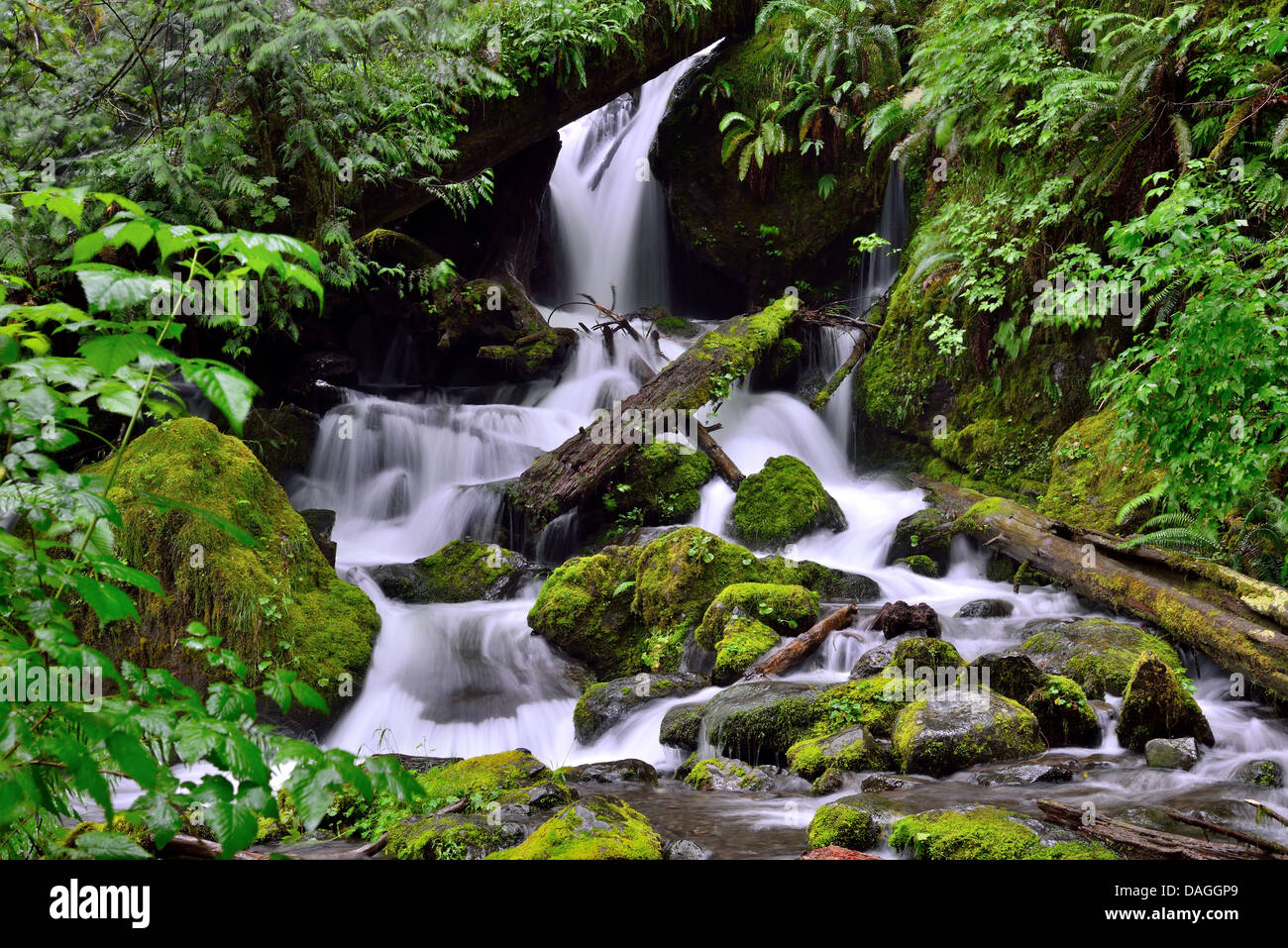 Lush vegetations around Merriman Falls. Olympic National Park