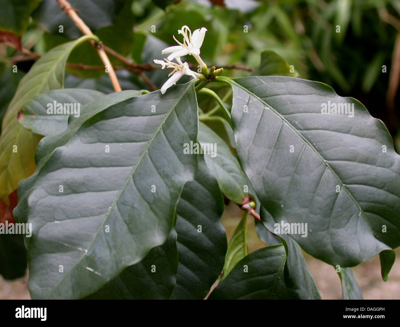Arabian coffee (Coffea arabica), blooming branch Stock Photo