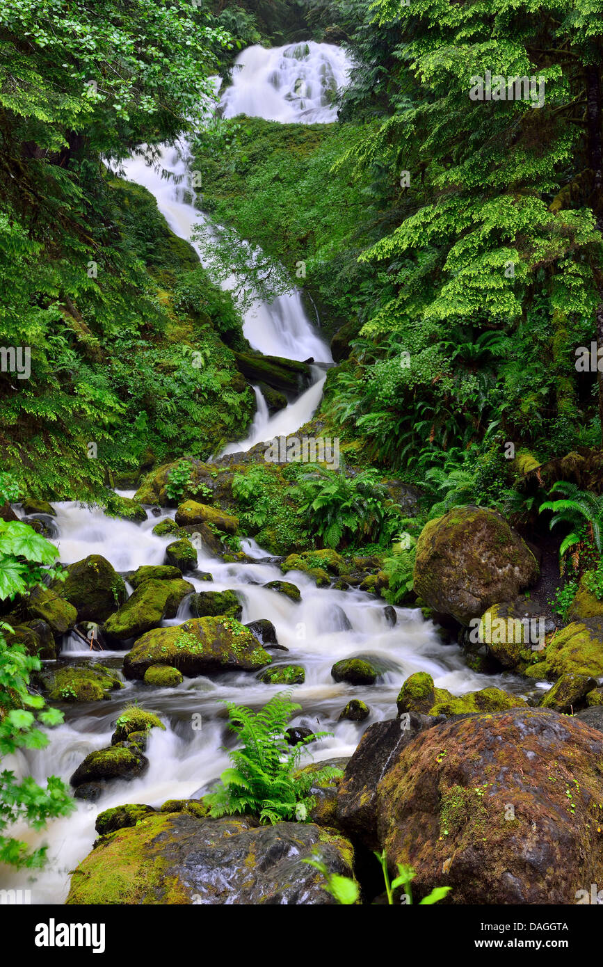 Lush green vegetation around the Bunch Falls. Olympic National Park, Washington, USA. Stock Photo