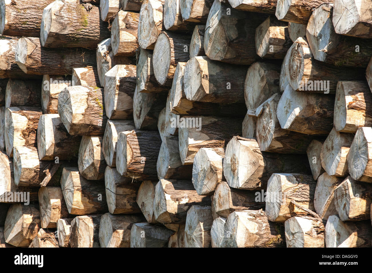 piled tree trunks, Belgium Stock Photo