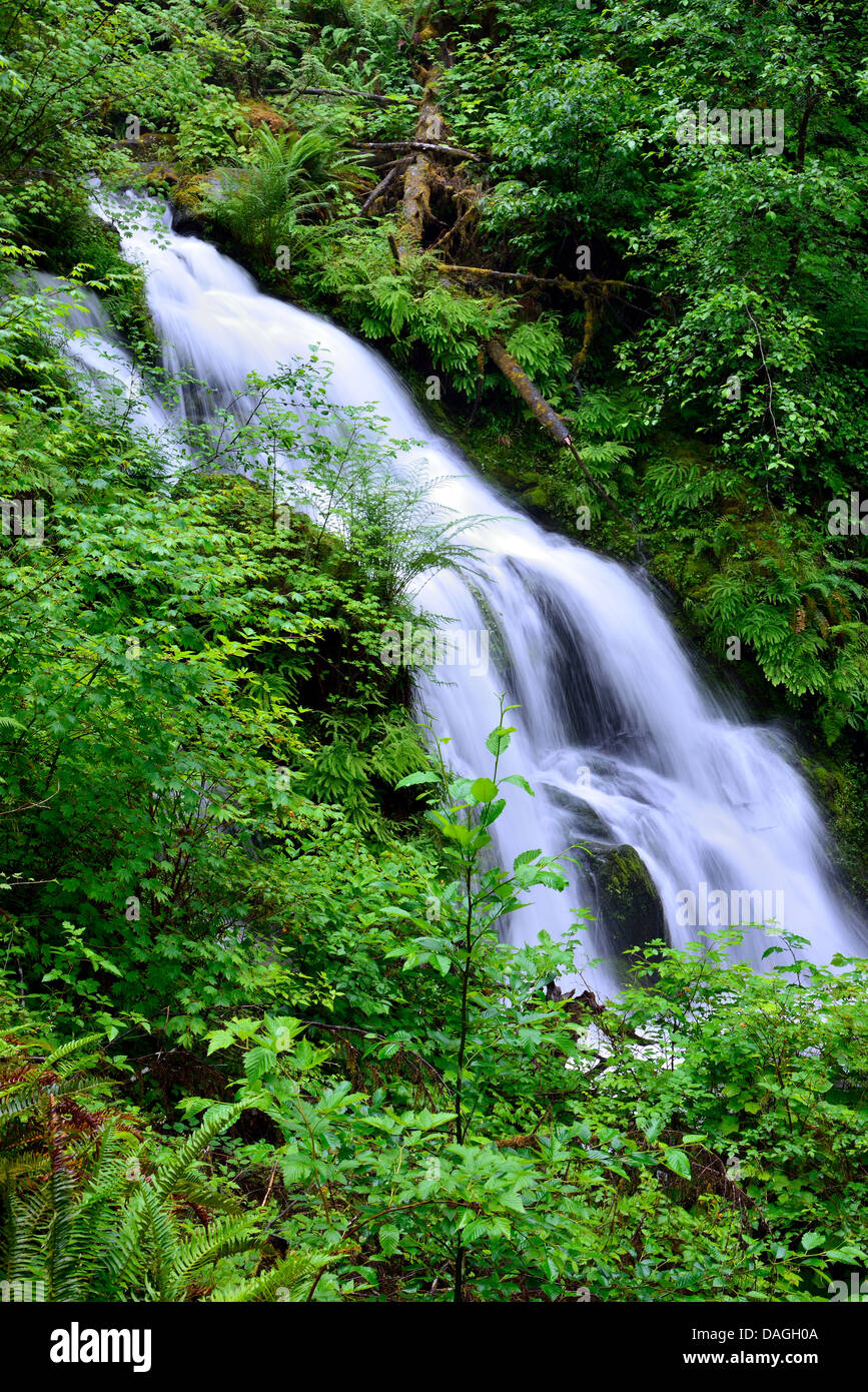 A cascading waterfall in lush green vegetation. Olympic National Park, Washington, USA. Stock Photo