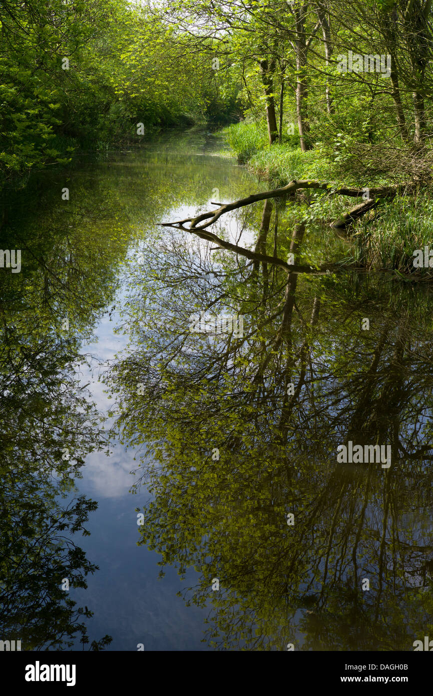 Backwater reflections, off the River Ouse, Offord, Cambridgeshire, England  May 2013. Stock Photo