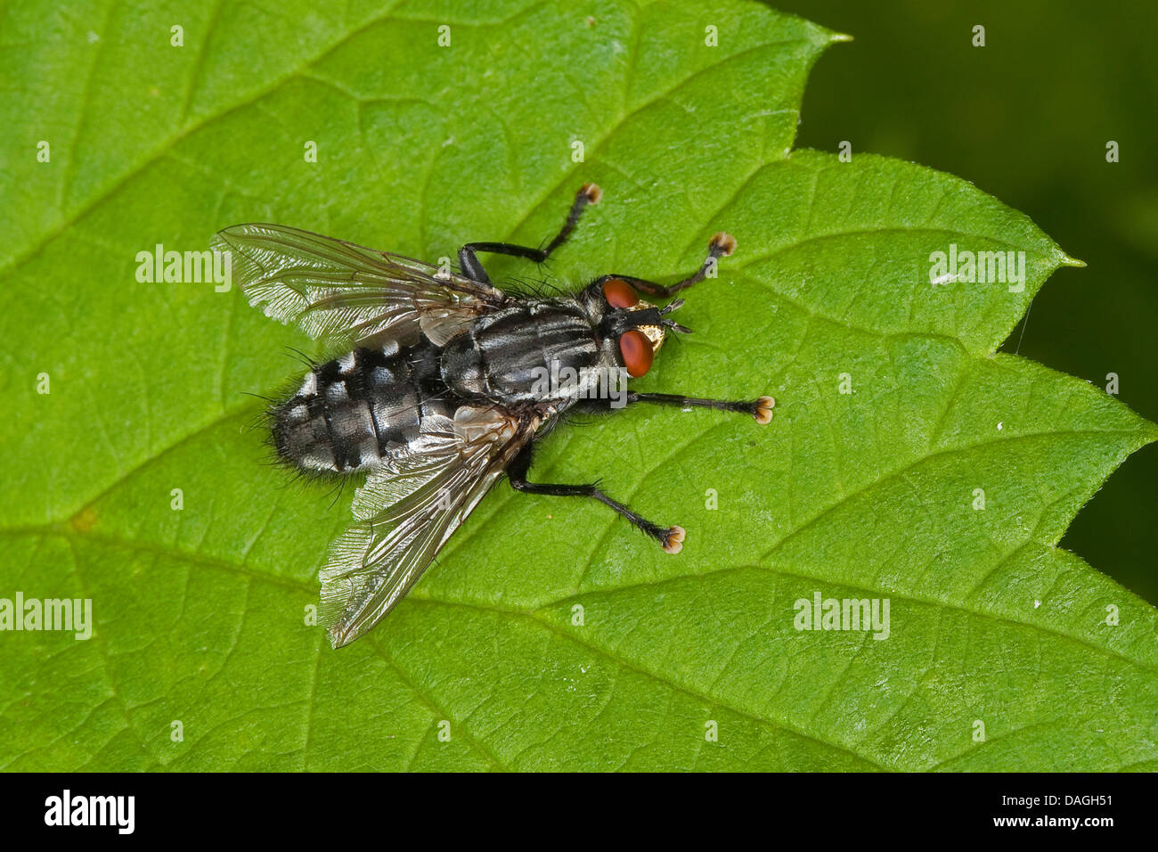 fleshfly (Sarcophaga cf. carnaria), on a leaf, Germany Stock Photo
