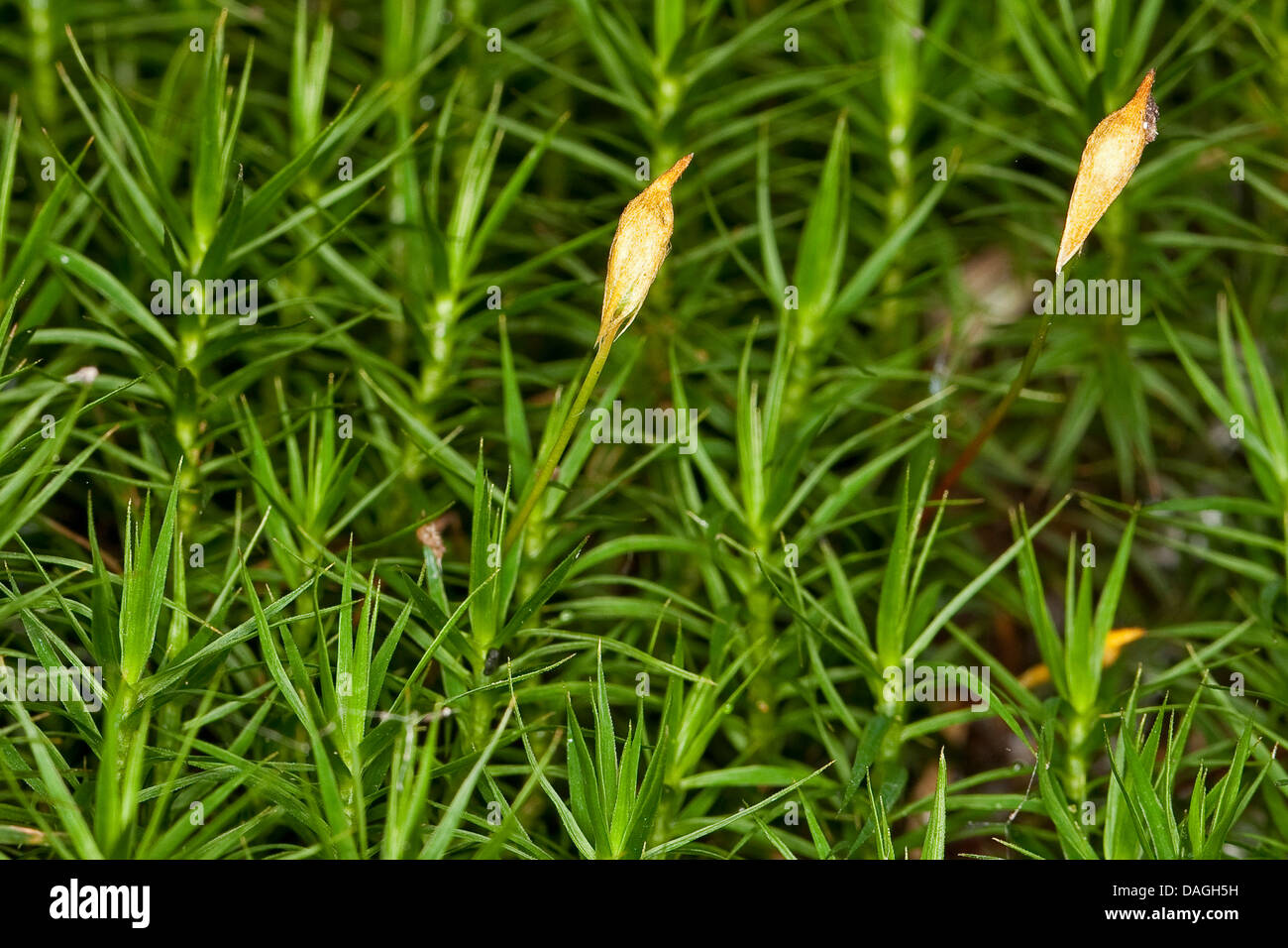 Hair cap moss (Polytrichum commune), with sporangia, Germany Stock Photo