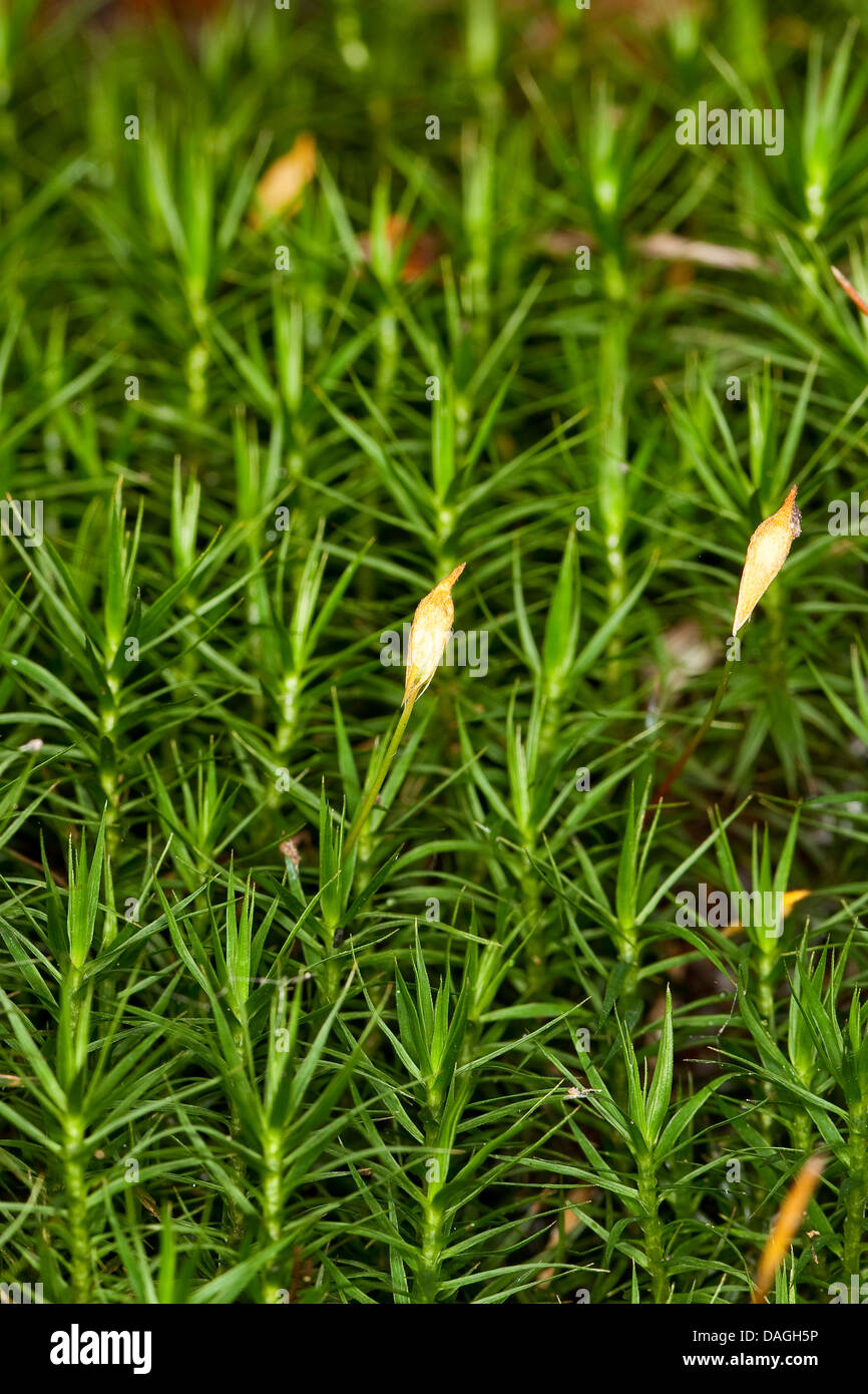 Hair cap moss (Polytrichum commune), with sporangia, Germany Stock Photo