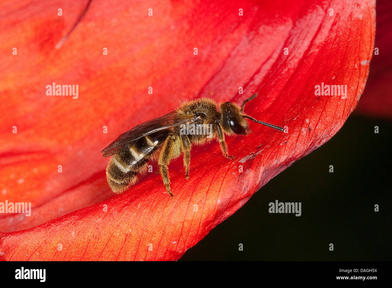 miner bee (Lasioglossum calceatum, Halictus calceatus), Female visiting a poppy flower, Germany Stock Photo
