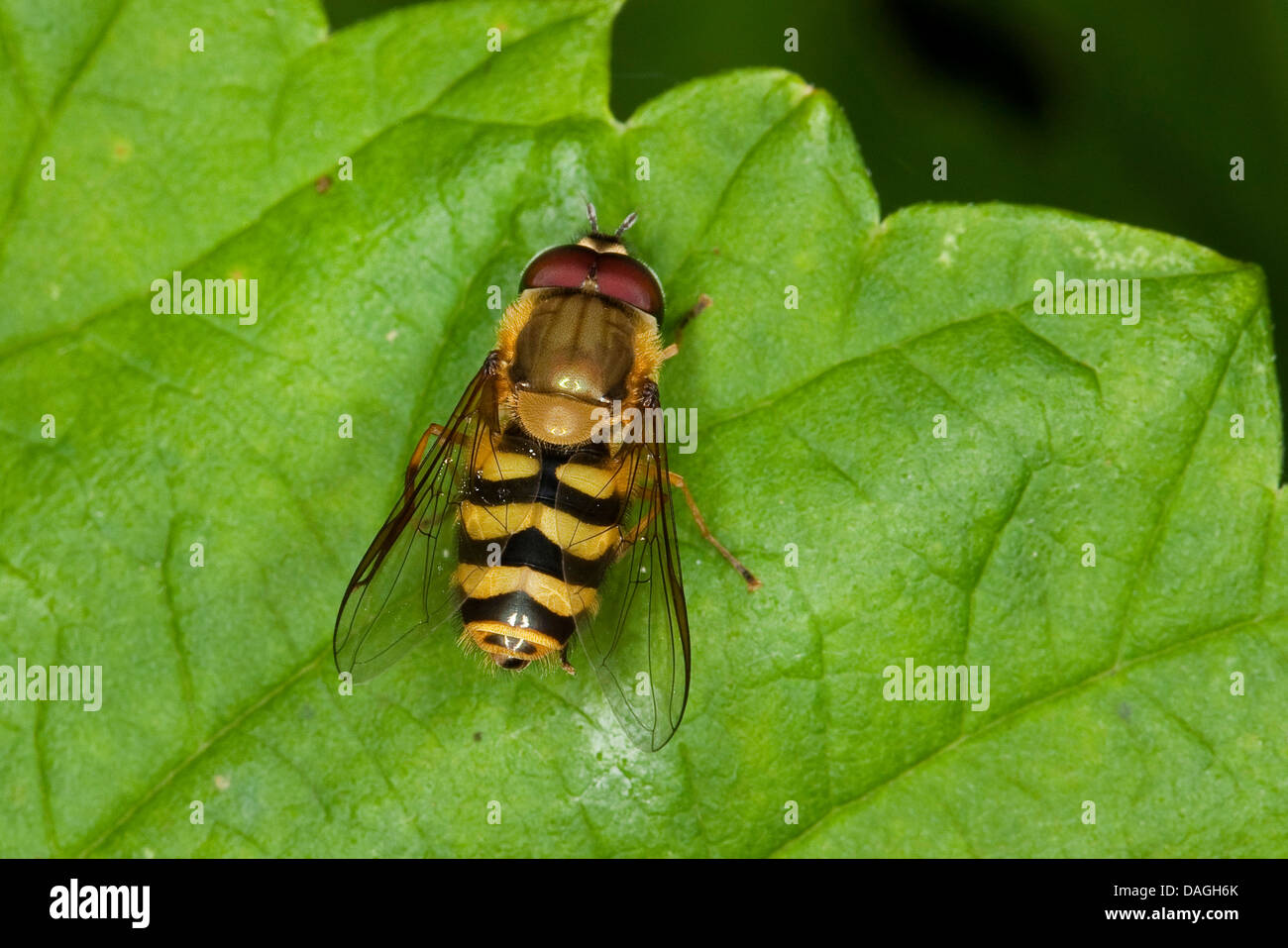 hover fly (Syrphus spec.), male, Germany Stock Photo
