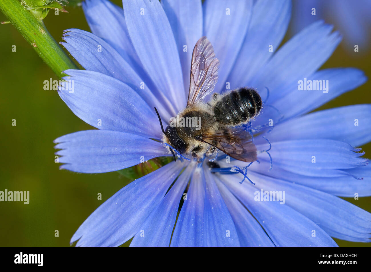 Leafcutter bee, Leafcutterbee (Megachile cf. ericetorum, Chalicodoma
