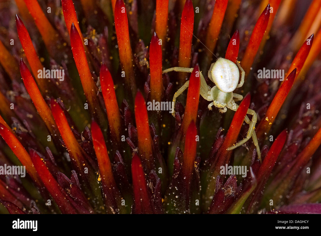 goldenrod crab spider (Misumena vatia), female on flower, Germany Stock Photo