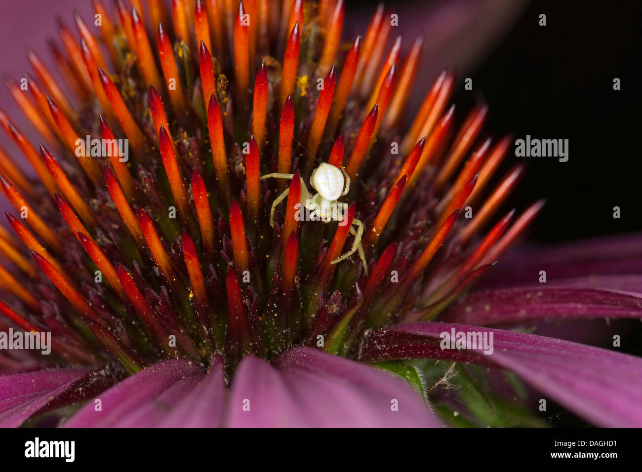 goldenrod crab spider (Misumena vatia), female on flower of an Echinacea, Germany Stock Photo