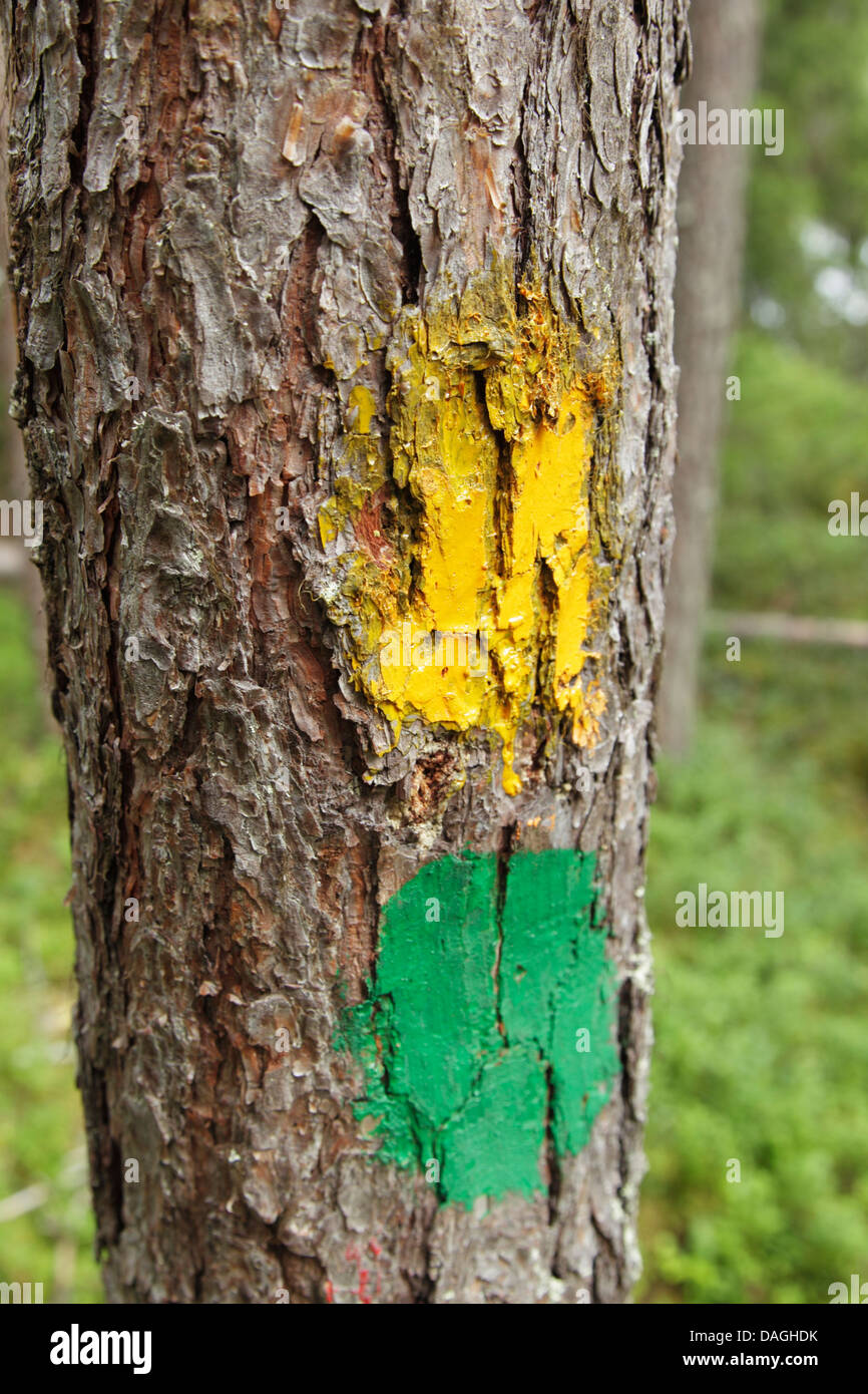 Yellow and green paint marks on a pine tree to identify a particular