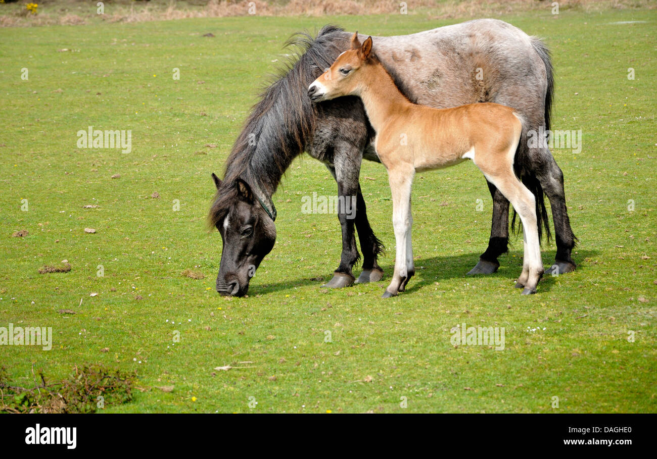 Mare and foal in the New Forest, Hampshire, England . Stock Photo