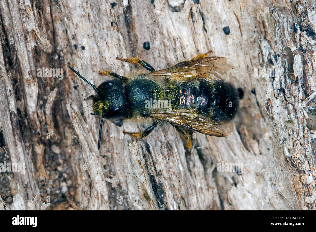red mason bee (Osmia rufa, Osmia bicornis), female, Germany Stock Photo