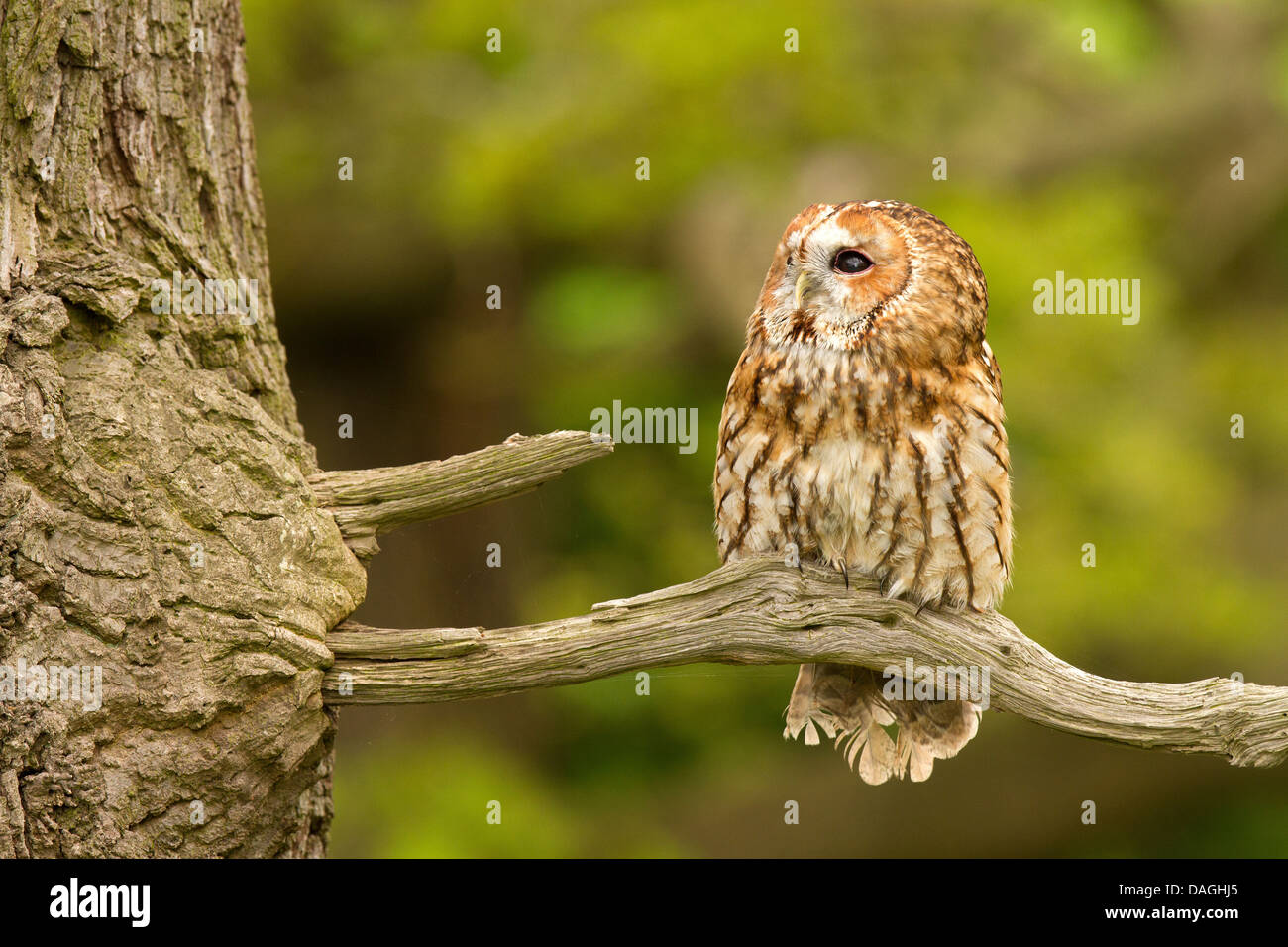 Tawny Owl, Strix aluco sitting in a tree Stock Photo