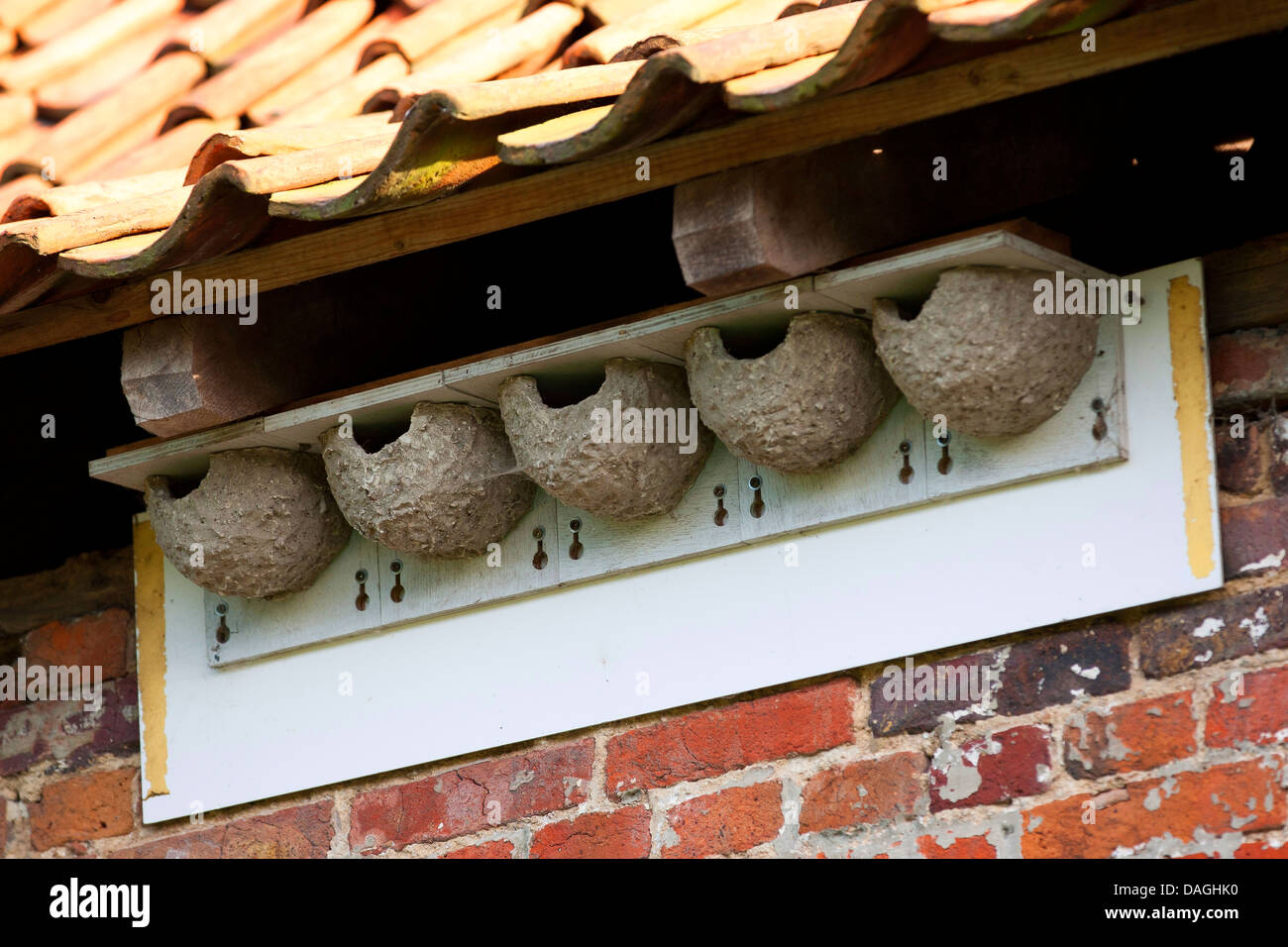 House martin nest box hi res stock photography and images Alamy