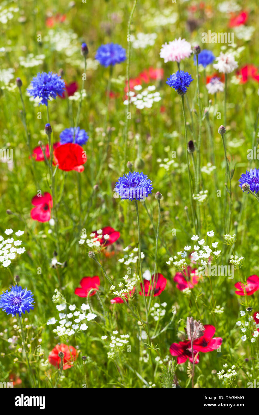 Red poppies and blue cornflowers in a bed of wild flowers, in summer