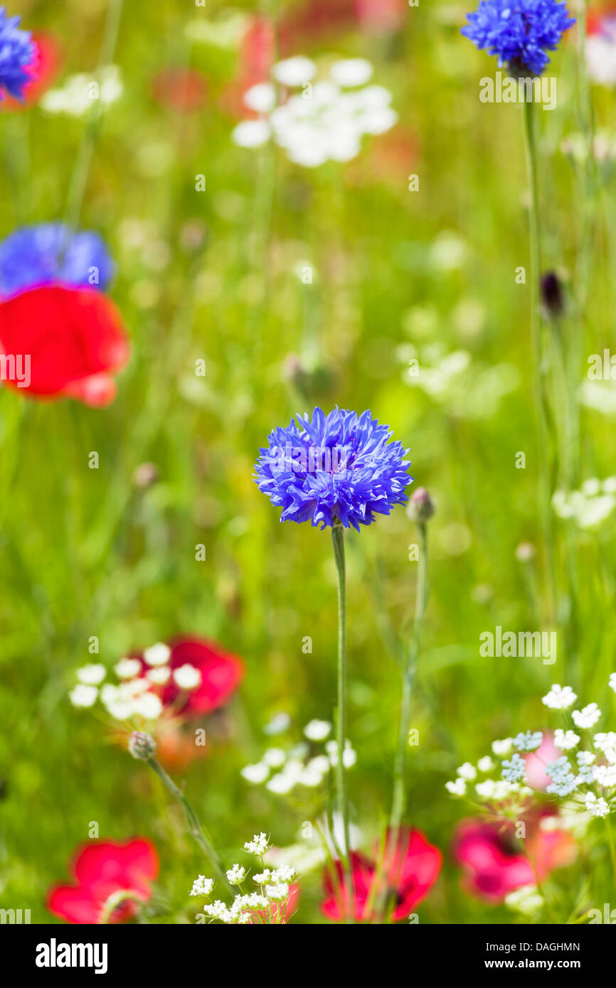 Red poppies and blue cornflowers in a bed of wild flowers, in summer, Surrey, England, UK Stock Photo