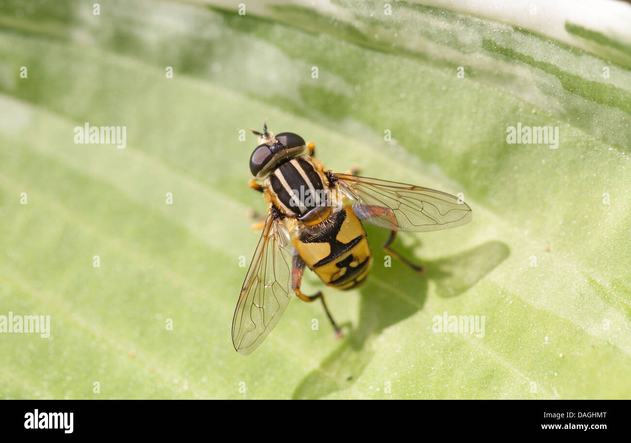 Harmless wasp-mimic black and yellow hoverfly on green leaf. Stock Photo