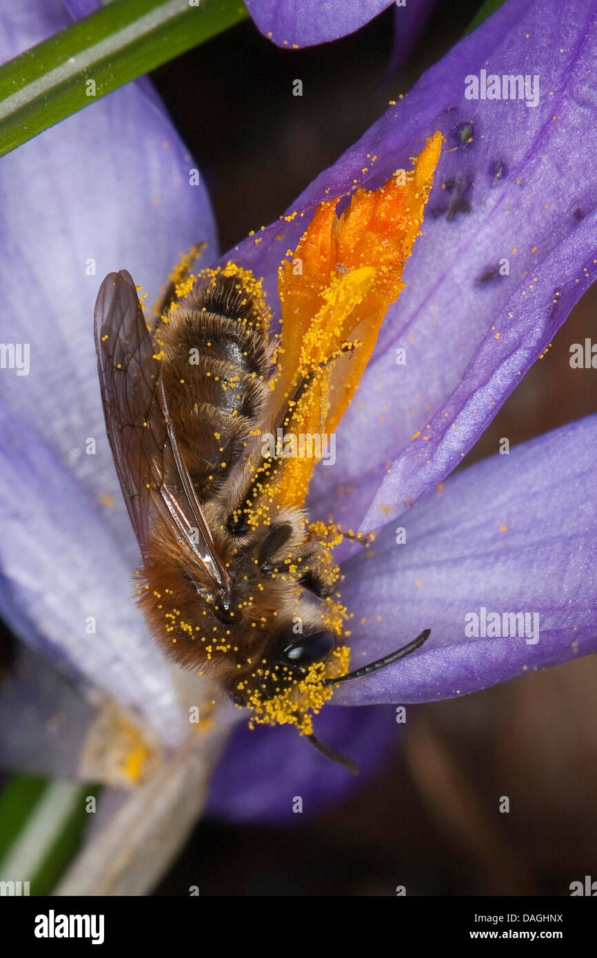 mining bee, burrowing bee (Andrena cf. praecox), female visisting a crocus flower, Germany Stock Photo