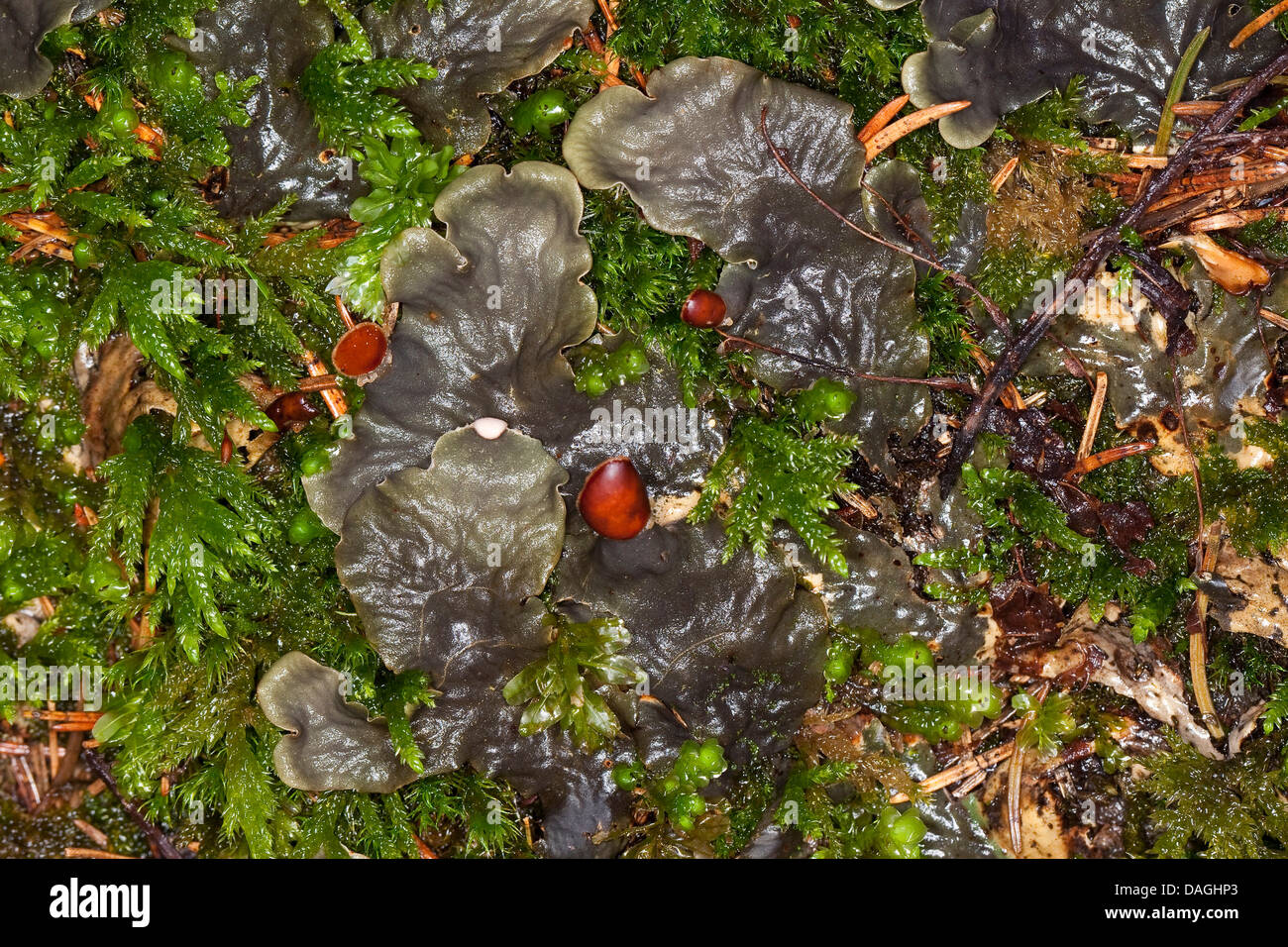 Schildflechte peltigera spec hires stock photography and images Alamy