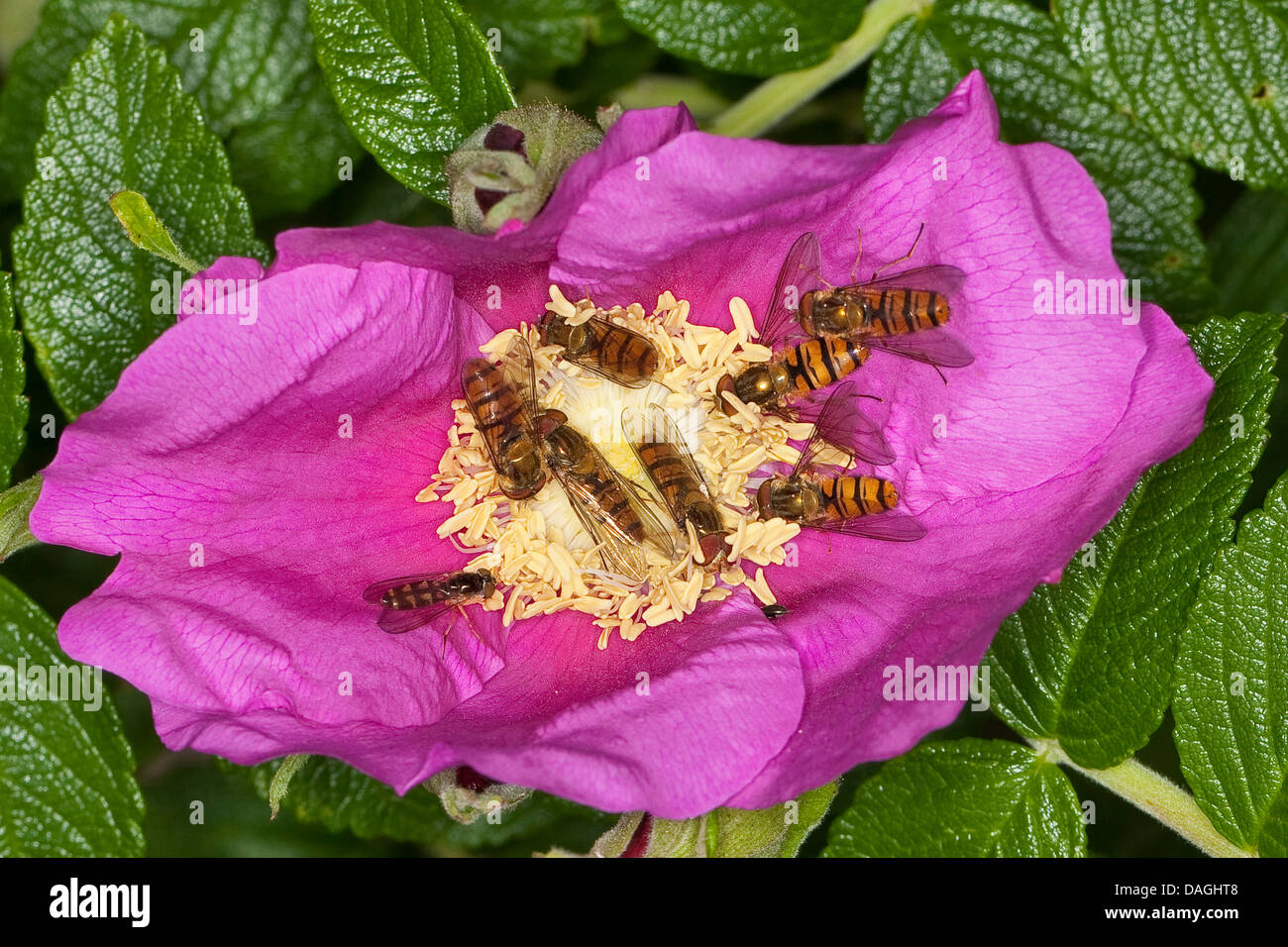 Marmalade hoverfly (Episyrphus balteatus), several hoverflies on a rose flower, Rosa rugosa, Germany Stock Photo