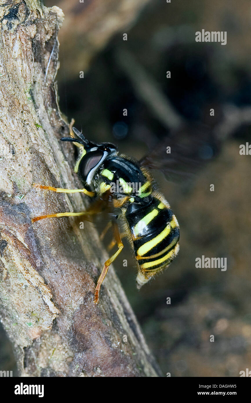 Spaete-Wespen-Schwebfliege (Chrysotoxum arcuatum, Chrysotoxum fasciatum), imitates the look of wasps for protection from enemies, Germany Stock Photo