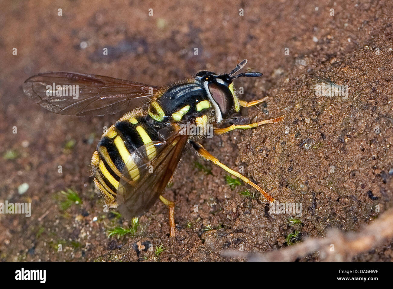 Spaete-Wespen-Schwebfliege (Chrysotoxum arcuatum, Chrysotoxum fasciatum), imitates the look of wasps for protection from enemies, Germany Stock Photo