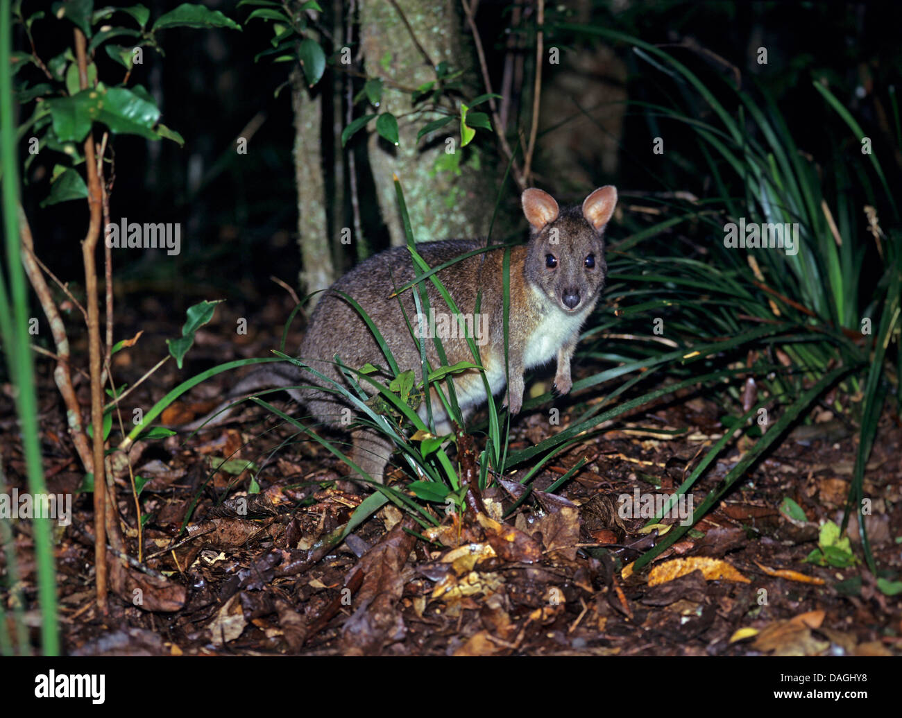 red-necked pademelon (Thylogale thetis), in rain forest, Australia Stock Photo