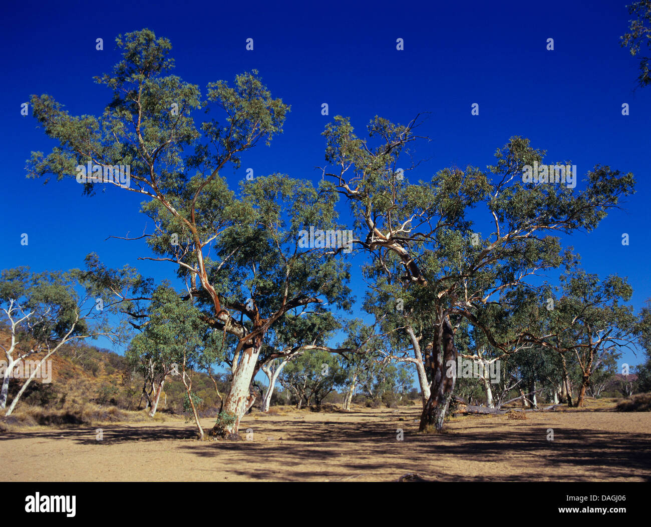 Longbeak eucalyptus, river redgum, river red gum (Eucalyptus