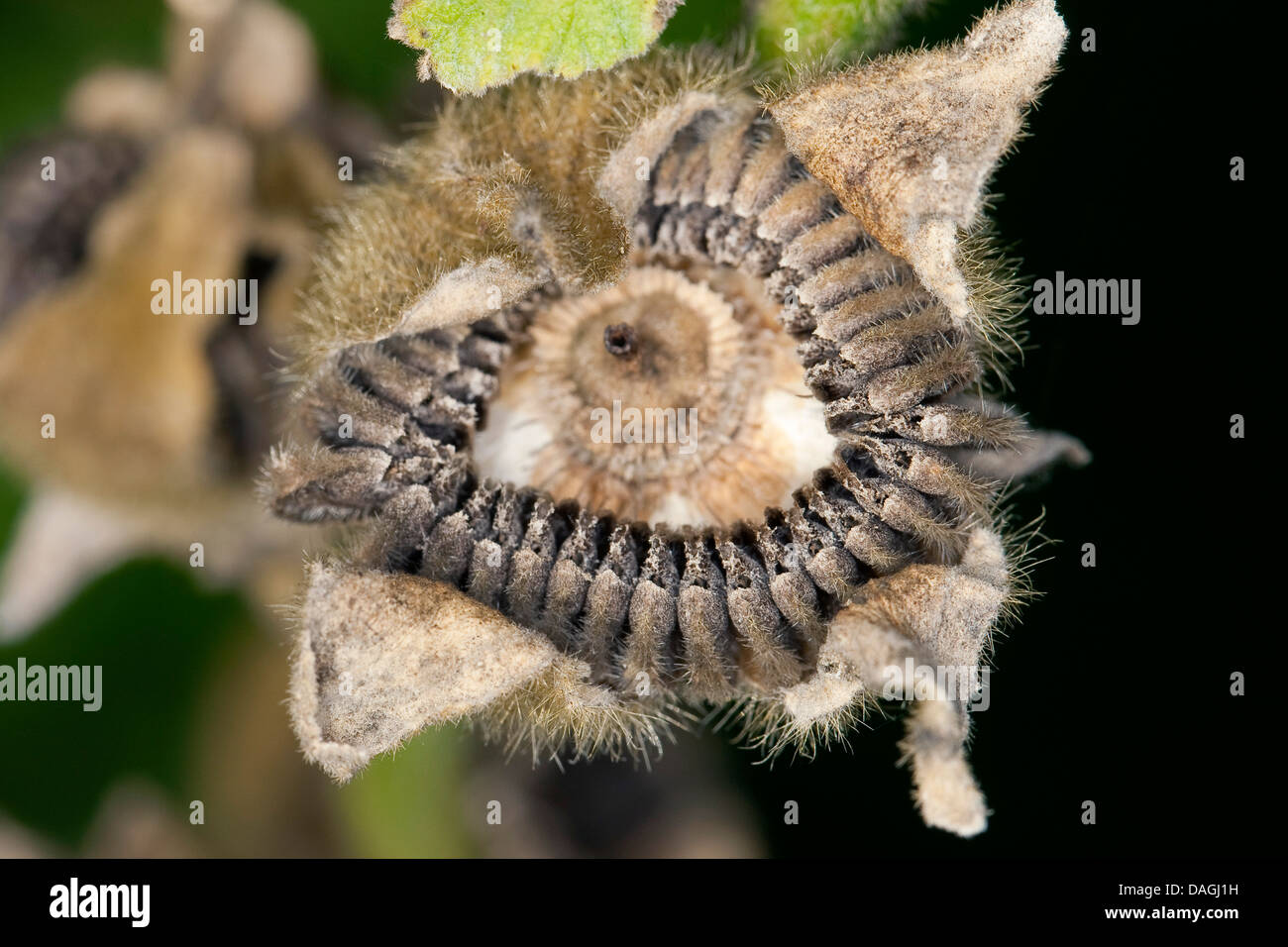 holly hock, hollyhock (Alcea rosea, Althaea rosea), fruit with seeds Stock Photo
