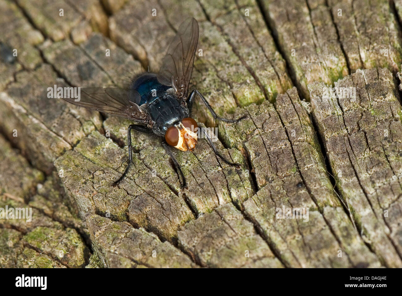 Bluebottle Blow Fly, Blowfly (Cynomya mortuorum, Cynomya hirta), sitting on wood, Germany Stock Photo