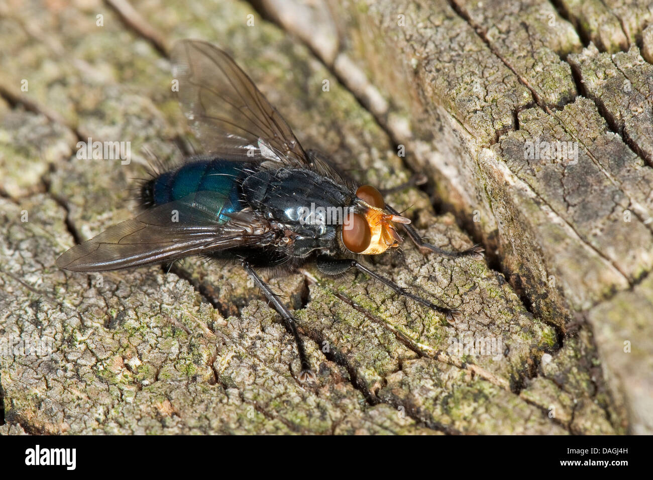 Bluebottle Blow Fly, Blowfly (Cynomya mortuorum, Cynomya hirta), sitting on wood, Germany Stock Photo