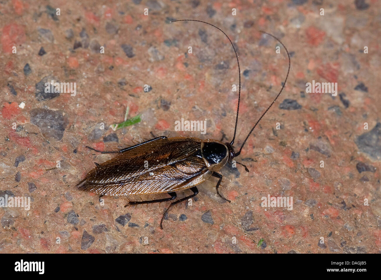 Poda's cockroach (Ectobius sylvestris, Ectobius silvestris), male, Germany Stock Photo