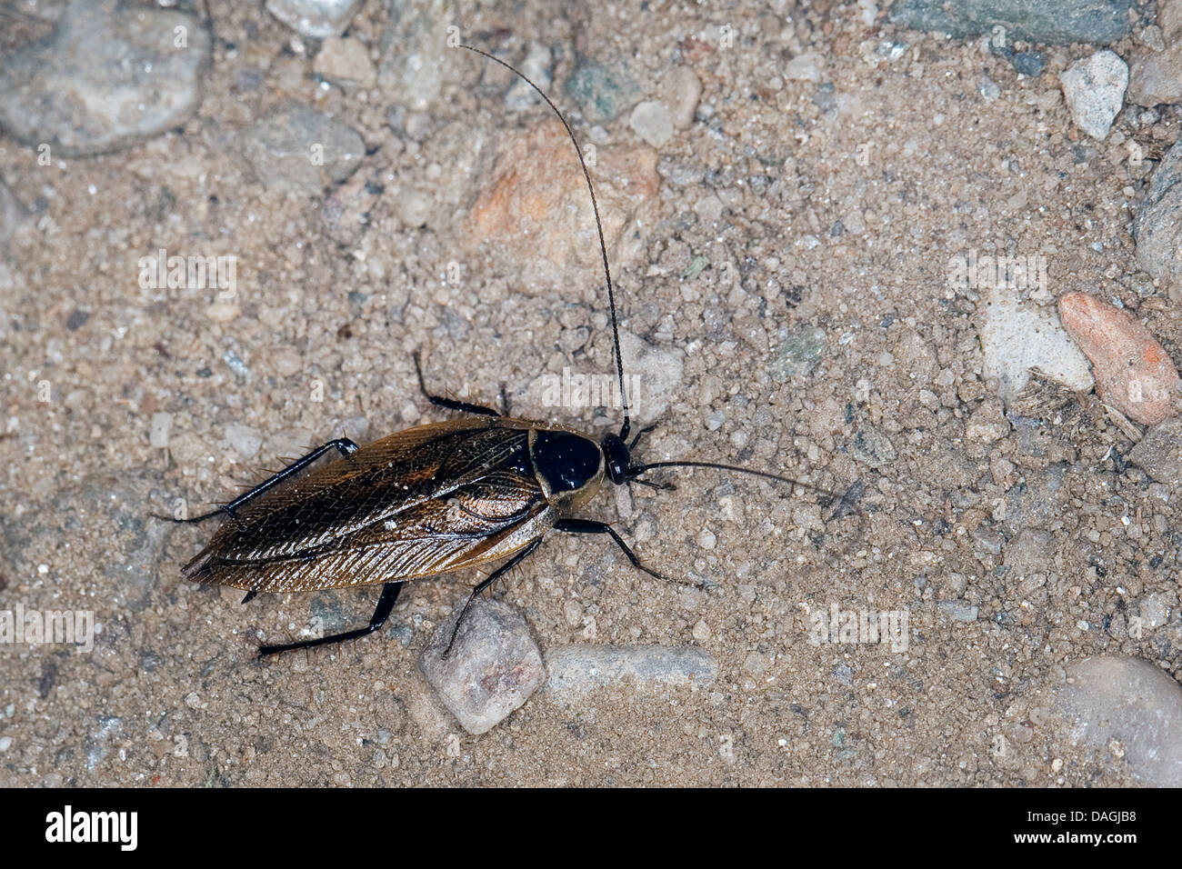 Poda's cockroach (Ectobius sylvestris, Ectobius silvestris), male, Germany Stock Photo