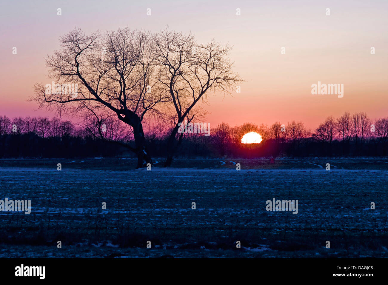 singel tree at sunset in winter, Germany, Lower Saxony, Osterholz, Neuenkirchen Stock Photo