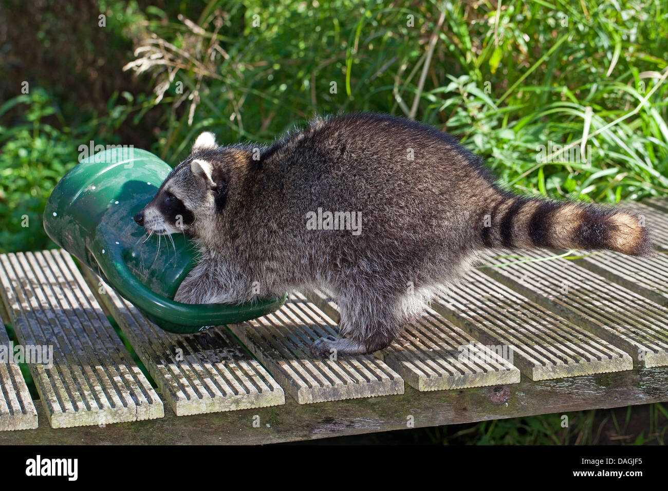 common raccoon (Procyon lotor), gentle young animal playing with a watering pot in the garden, Germany Stock Photo