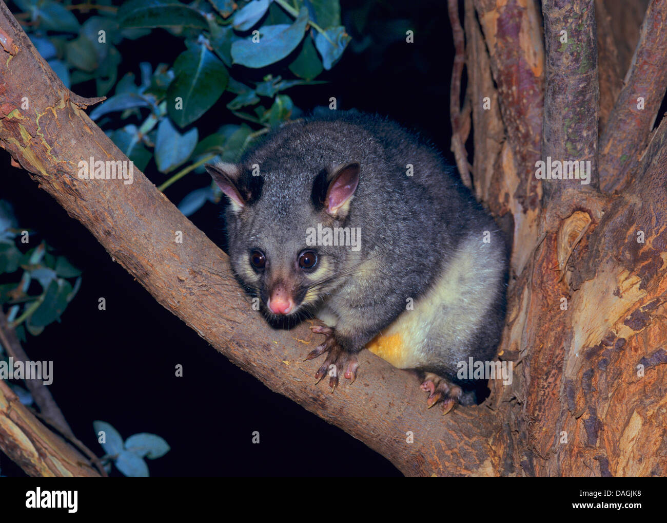 Cuscus marsupial possum in tree hires stock photography and images Alamy