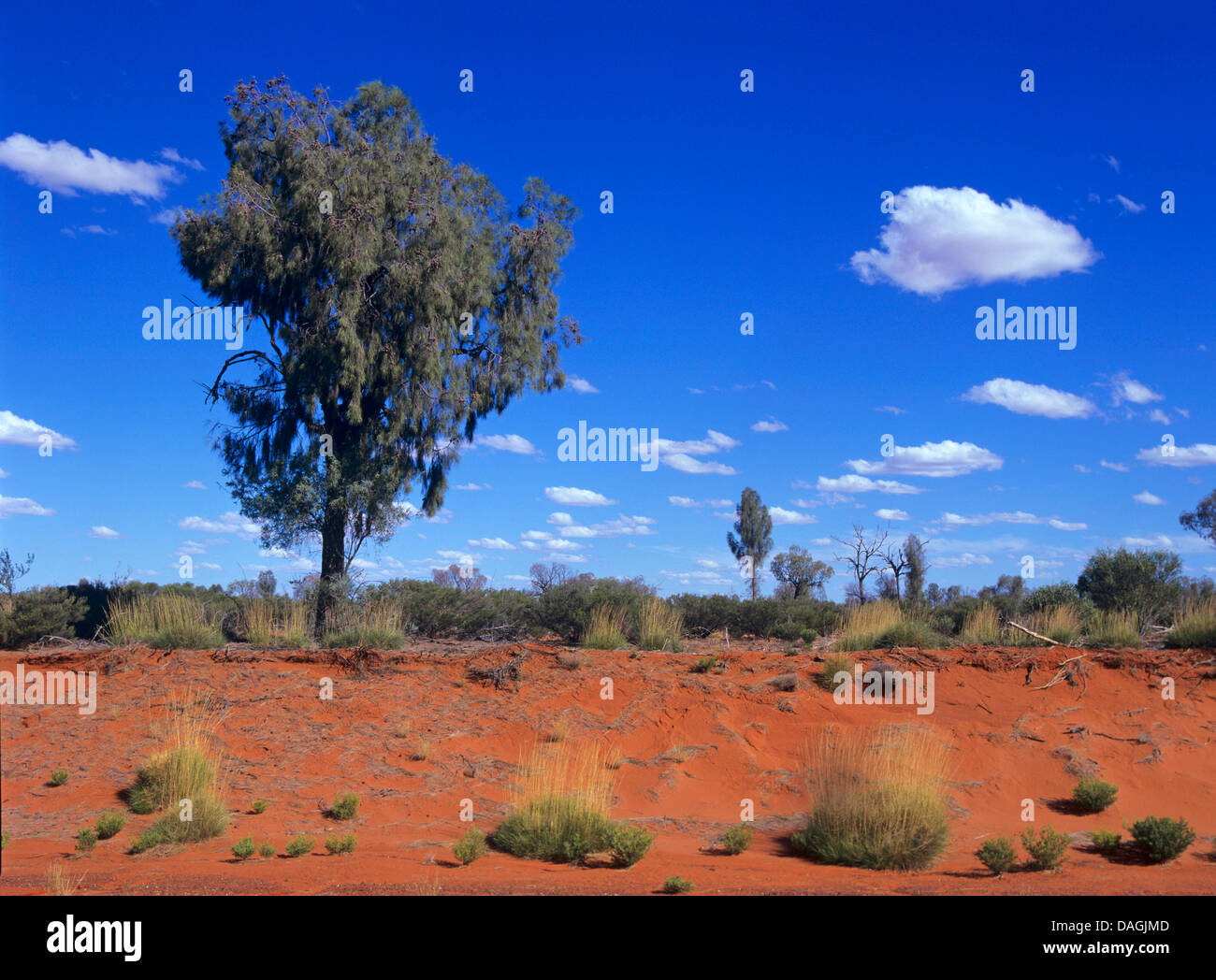 Desert Oak, Casuarina (Casuarina decaisneana), in the outback, Australia Stock Photo