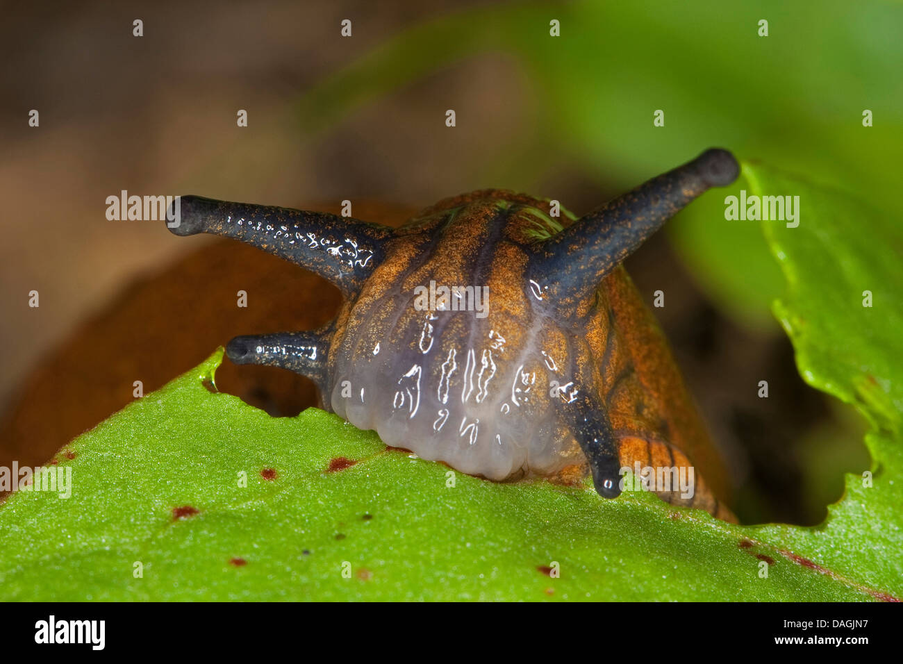 roundback slugs, roundback, land slugs, land slug (Arion spec.), feeding on a leaf, Germany Stock Photo